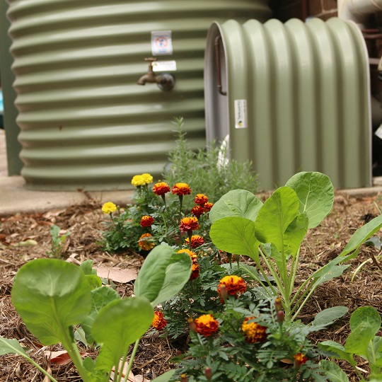 Rainwater tank with yellow flowers at the front